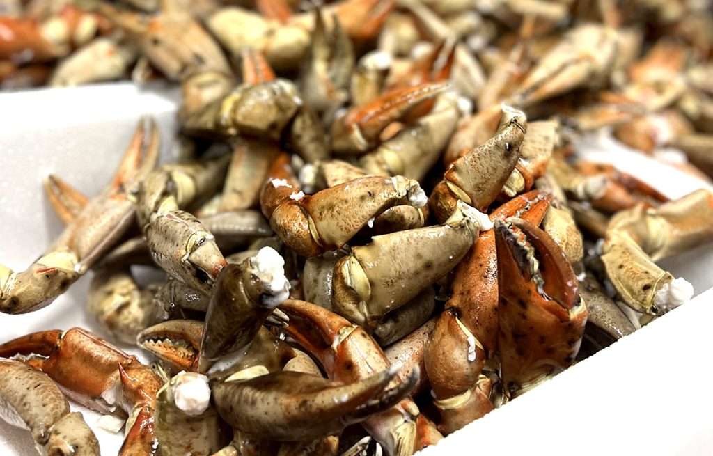 Te presentamos 3 recetas fáciles con bocas rusas, un marisco que se distingue por su sabor exquisito y textura suave