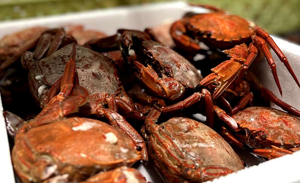 Deliciosas recetas con nécoras con auténtico sabor a mar