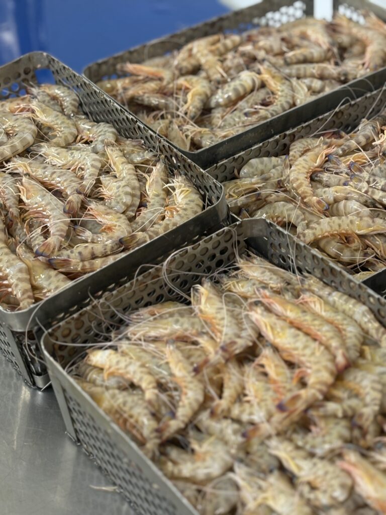 Langostino tigre crudo de Mariscos Almeida