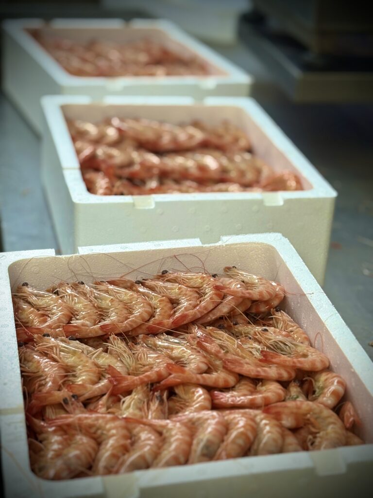 Langostino tigre cocido de Mariscos Almeida